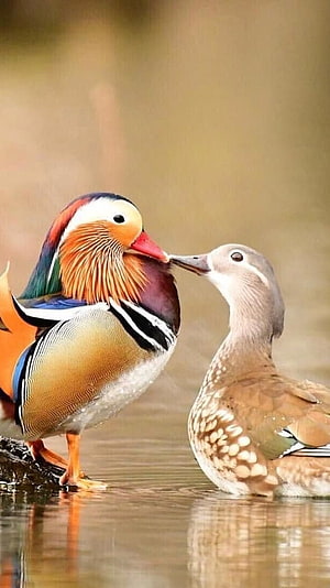 Mandarin Duck Pair Interacting at Water's Edge in Soft Natural Light HD phone wallpaper