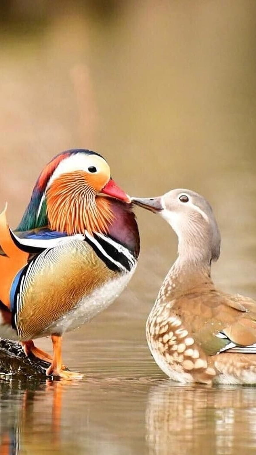 Mandarin Duck Pair Interacting at Water's Edge in Soft Natural Light HD phone wallpaper