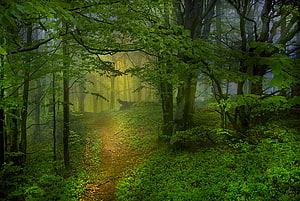 Misty Forest Path with Golden Sunlight Filtering Through Lush Green Canopy HD wallpaper