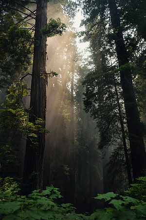 Sunbeams piercing through misty redwood forest canopy with lush undergrowth HD phone wallpaper
