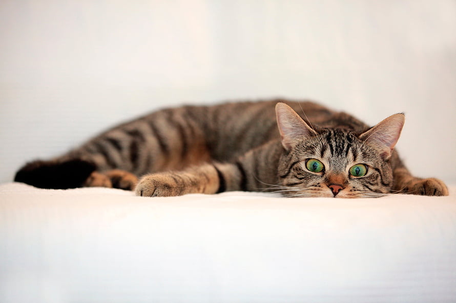 Relaxed Tabby Cat Lying Down On White Bedding With Green Eyes HD wallpaper