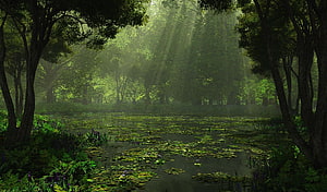 Sunlit Forest Pond With Lush Greenery And Misty Jungle Atmosphere HD wallpaper