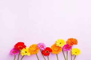 Vibrant Gerbera Daisy Arrangement on Soft Pink Background HD wallpaper