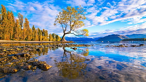 Lone Tree Reflection on Rocky Shore at Lake Wanaka in New Zealand HD wallpaper