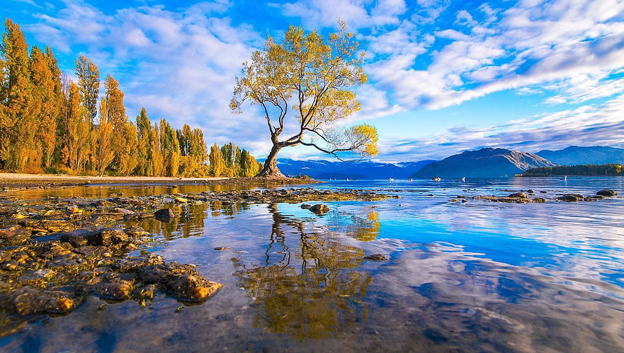Lone Tree Reflection on Rocky Shore at Lake Wanaka in New Zealand HD wallpaper