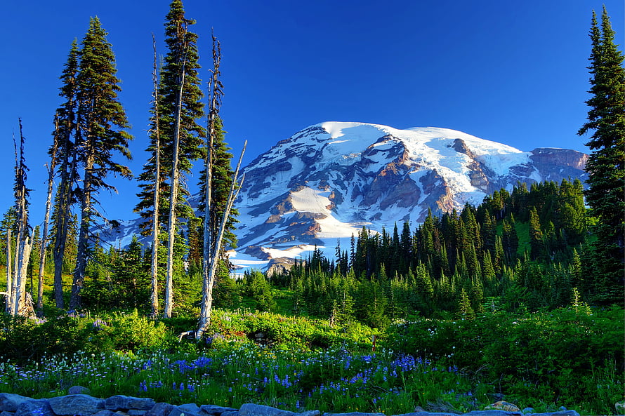 Mount Rainier Snow-Capped Peak Rising Above Lush Green Forest and Wildflower Meadow HD wallpaper