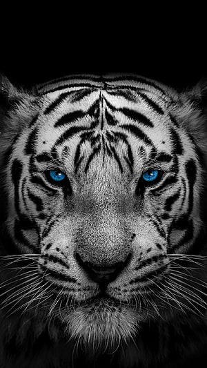 Close-up portrait of a white tiger with striking blue eyes against a dark background HD phone wallpaper