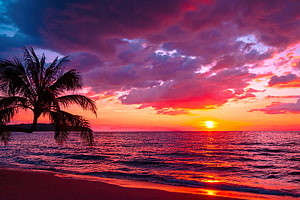 Vibrant tropical sunset over the ocean with a silhouetted palm tree on a sandy beach HD wallpaper