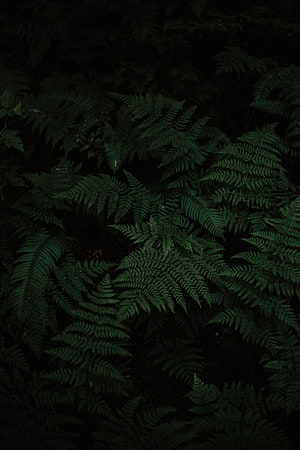Dark Forest Ferns: Moody Green Foliage and Lush Undergrowth Nature Photography HD phone wallpaper