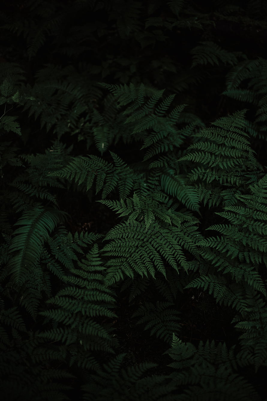 Dark Forest Ferns: Moody Green Foliage and Lush Undergrowth Nature Photography HD phone wallpaper