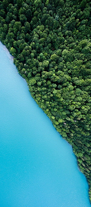 Aerial View of Turquoise Water and Dense Green Forest Canopy HD phone wallpaper