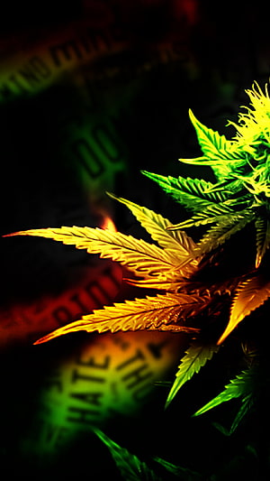 Vibrant Cannabis Leaf with Neon Green and Golden Glow on Dark Background HD phone wallpaper