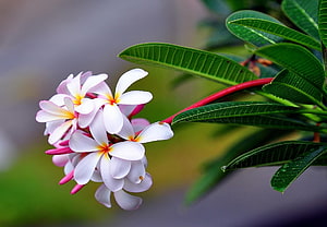 Close-up of white plumeria blossoms with yellow centers and green leaves HD wallpaper