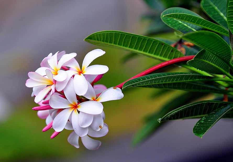 Close-up of white plumeria blossoms with yellow centers and green leaves HD wallpaper