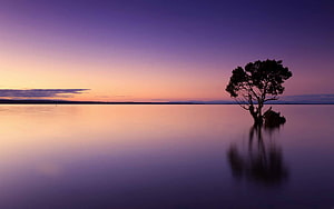 Serene Twilight Lake with Solitary Tree Silhouette and Calm Water Reflections HD wallpaper