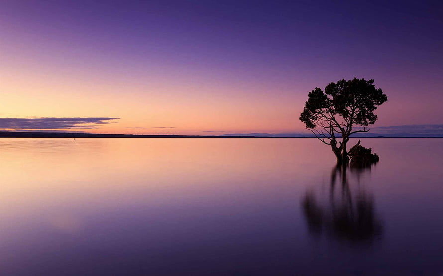 Serene Twilight Lake with Solitary Tree Silhouette and Calm Water Reflections HD wallpaper