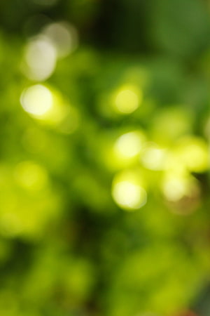 Soft Focus Green Foliage With Sunlight Bokeh and Natural Light Flare HD phone wallpaper