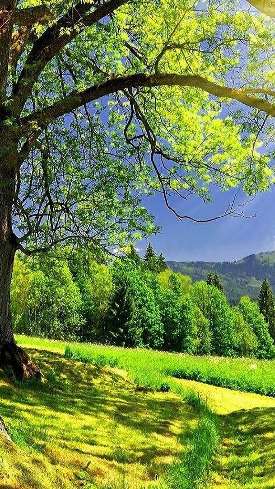 Sunlit Spring Meadow with Large Tree and Distant Forested Hills HD phone wallpaper