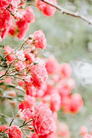Soft Pink Rose Bush In Full Bloom With Delicate Buds And Blurred Green Background HD phone wallpaper