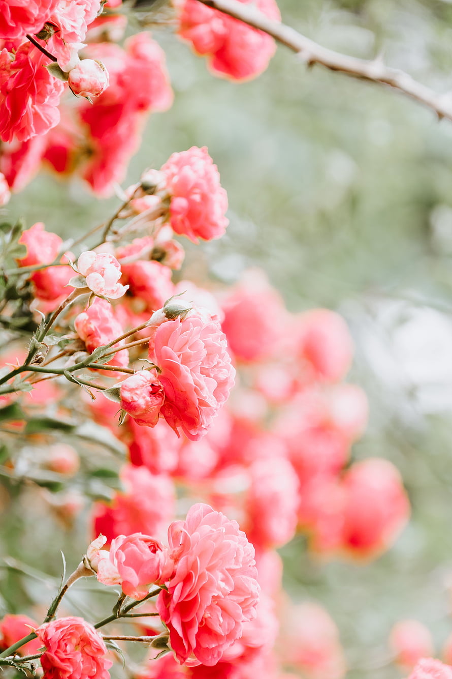 Soft Pink Rose Bush In Full Bloom With Delicate Buds And Blurred Green Background HD phone wallpaper
