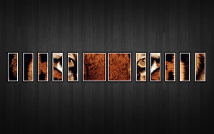 Multi-Panel Tiger Face Wall Art on Dark Wood Background HD wallpaper