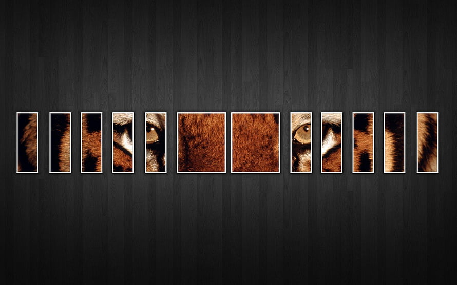 Multi-Panel Tiger Face Wall Art on Dark Wood Background HD wallpaper