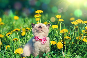 Adorable Siamese kitten with pink polka dot bow sitting in a sunny field of yellow dandelions HD wallpaper