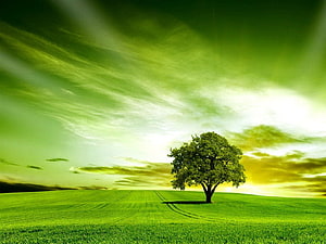 Lone Tree in a Vibrant Green Meadow Under a Dramatic Sky with Sun Rays HD wallpaper