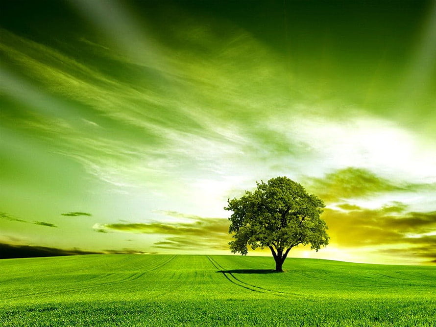 Lone Tree in a Vibrant Green Meadow Under a Dramatic Sky with Sun Rays HD wallpaper