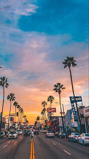 Sunset Boulevard in Los Angeles with Palm Trees and City Traffic HD phone wallpaper