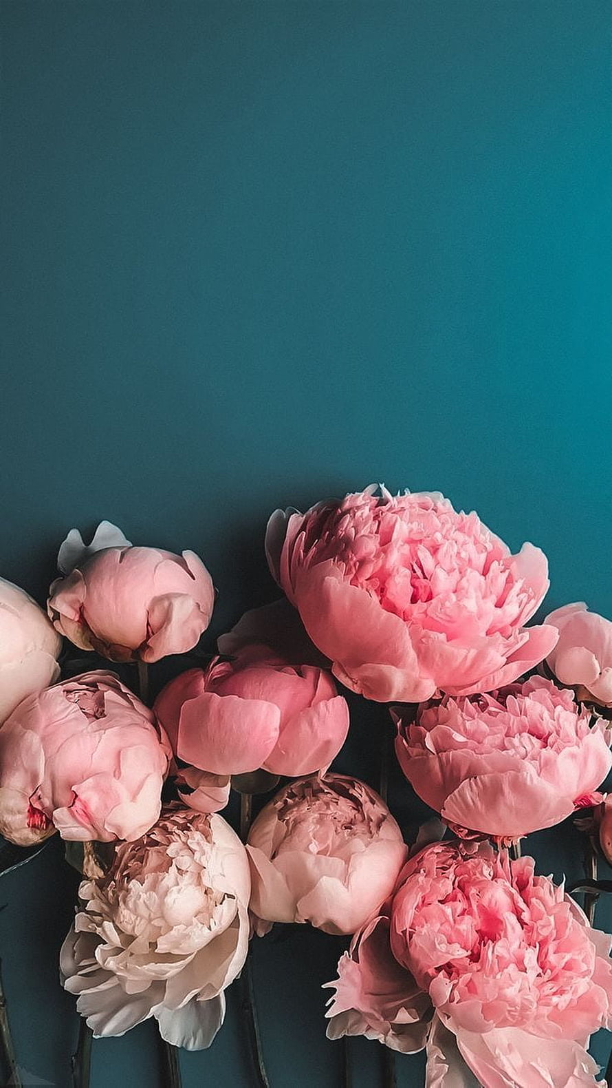 Soft Pink Peonies in Full Bloom Against a Deep Teal Background HD phone wallpaper