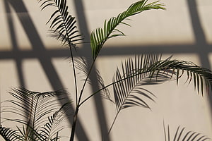 Palm Frond Shadows Cast on a Warm Beige Wall in Soft Natural Light HD wallpaper