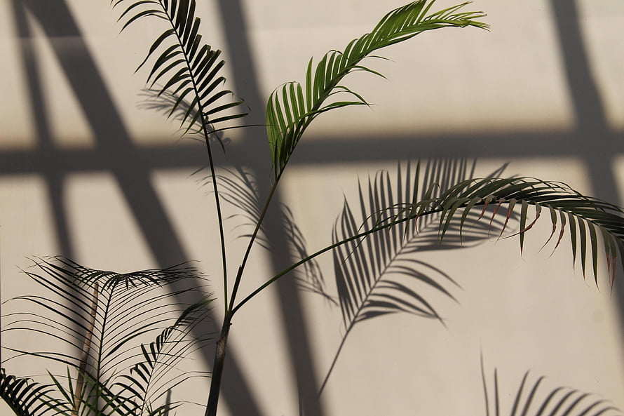 Palm Frond Shadows Cast on a Warm Beige Wall in Soft Natural Light HD wallpaper