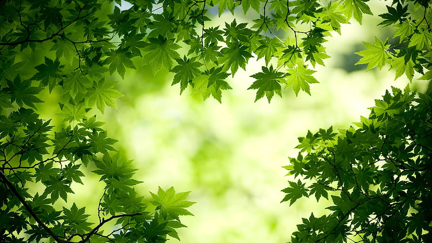 Lush Green Japanese Maple Leaves Framing a Soft Blurred Forest Background HD wallpaper