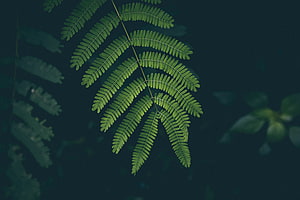 Delicate Green Fern Frond Against Dark Background HD wallpaper