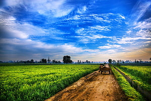 Rural Indian farmland with a farmer on a cart along a dirt path under a vast blue sky HD wallpaper