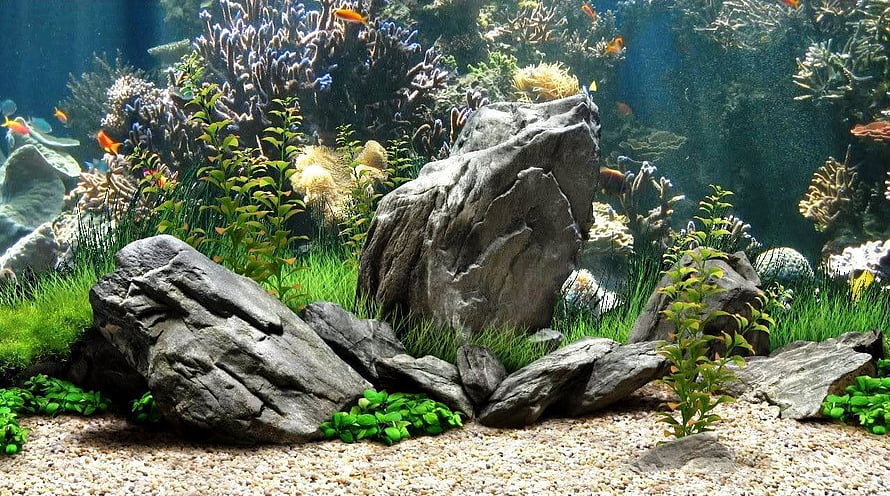 Lush freshwater aquarium with large rocks, aquatic plants, and colorful fish swimming in clear water HD wallpaper