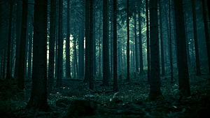 Mysterious Dark Forest Scene with Tall Pine Trees and Misty Atmosphere HD wallpaper