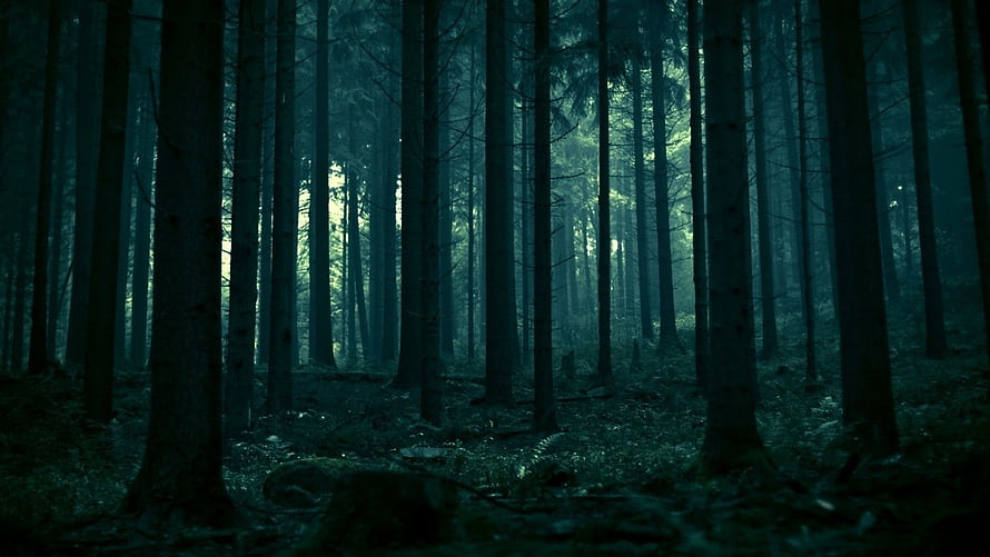 Mysterious Dark Forest Scene with Tall Pine Trees and Misty Atmosphere HD wallpaper