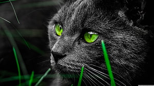 Close-up portrait of a black cat with striking green eyes in dark grass HD wallpaper