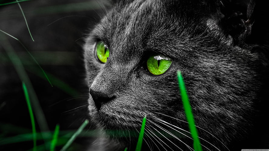 Close-up portrait of a black cat with striking green eyes in dark grass HD wallpaper