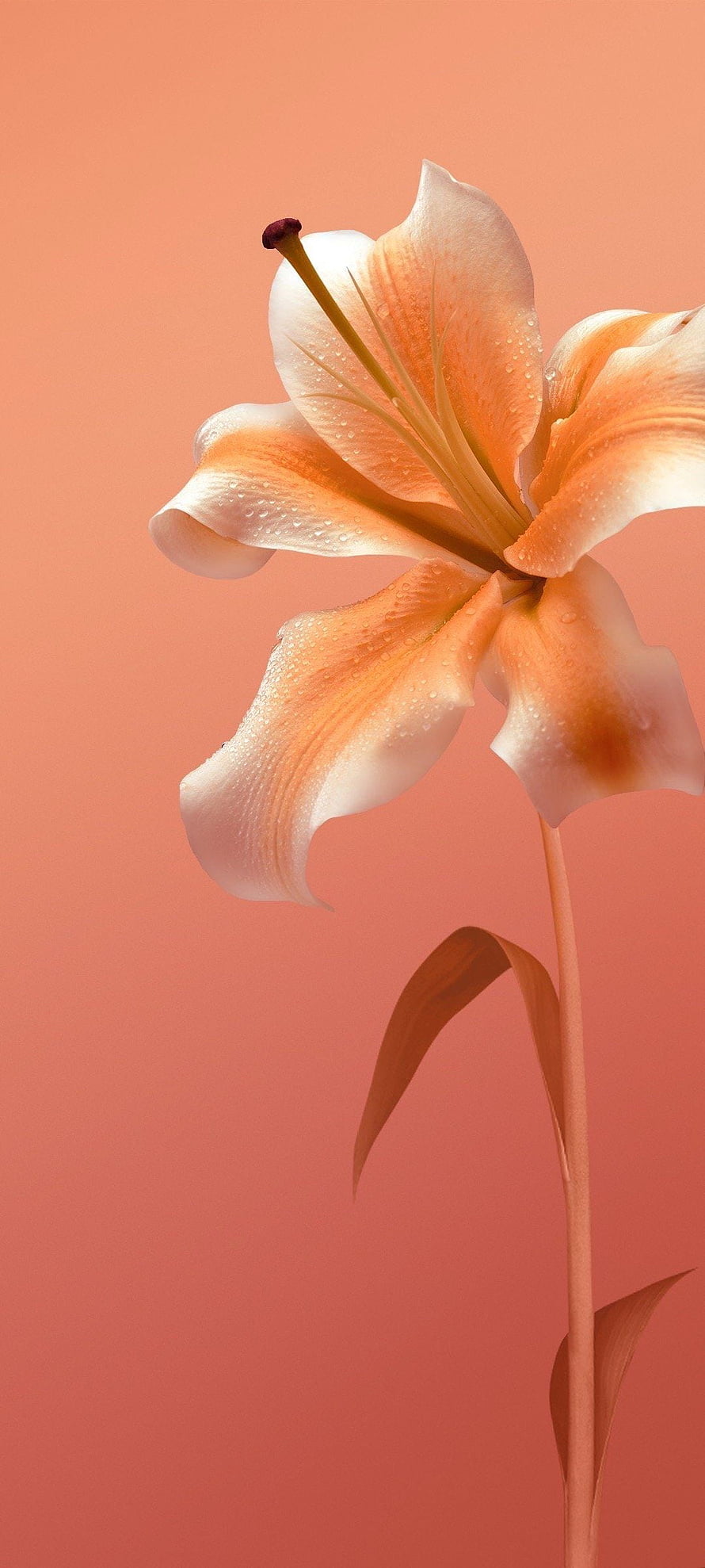 Peach Lily with Dew Drops on Soft Coral Background HD phone wallpaper