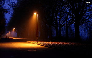 Moody Night Street Scene With Glowing Lamps And Silhouetted Trees HD wallpaper