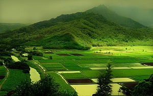 Lush Green Rice Terraces and Misty Mountain Valley Landscape HD wallpaper