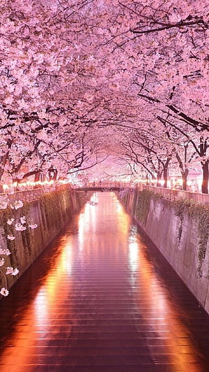 Cherry Blossom Tunnel Over Illuminated Canal At Night HD phone wallpaper