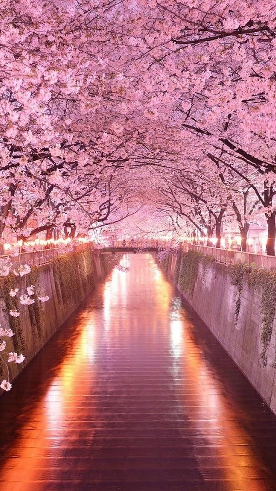 Cherry Blossom Tunnel Over Illuminated Canal At Night HD phone wallpaper