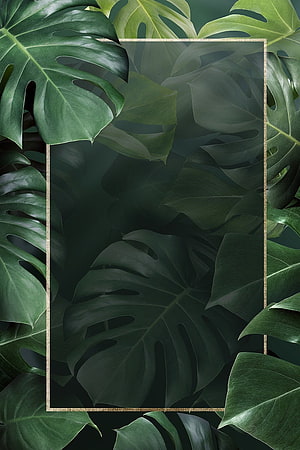 Dark Green Monstera Leaf Pattern with Gold Frame Border HD phone wallpaper