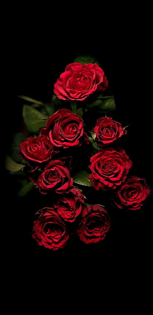 Elegant Cluster of Deep Red Roses Against a Dark Black Background HD phone wallpaper
