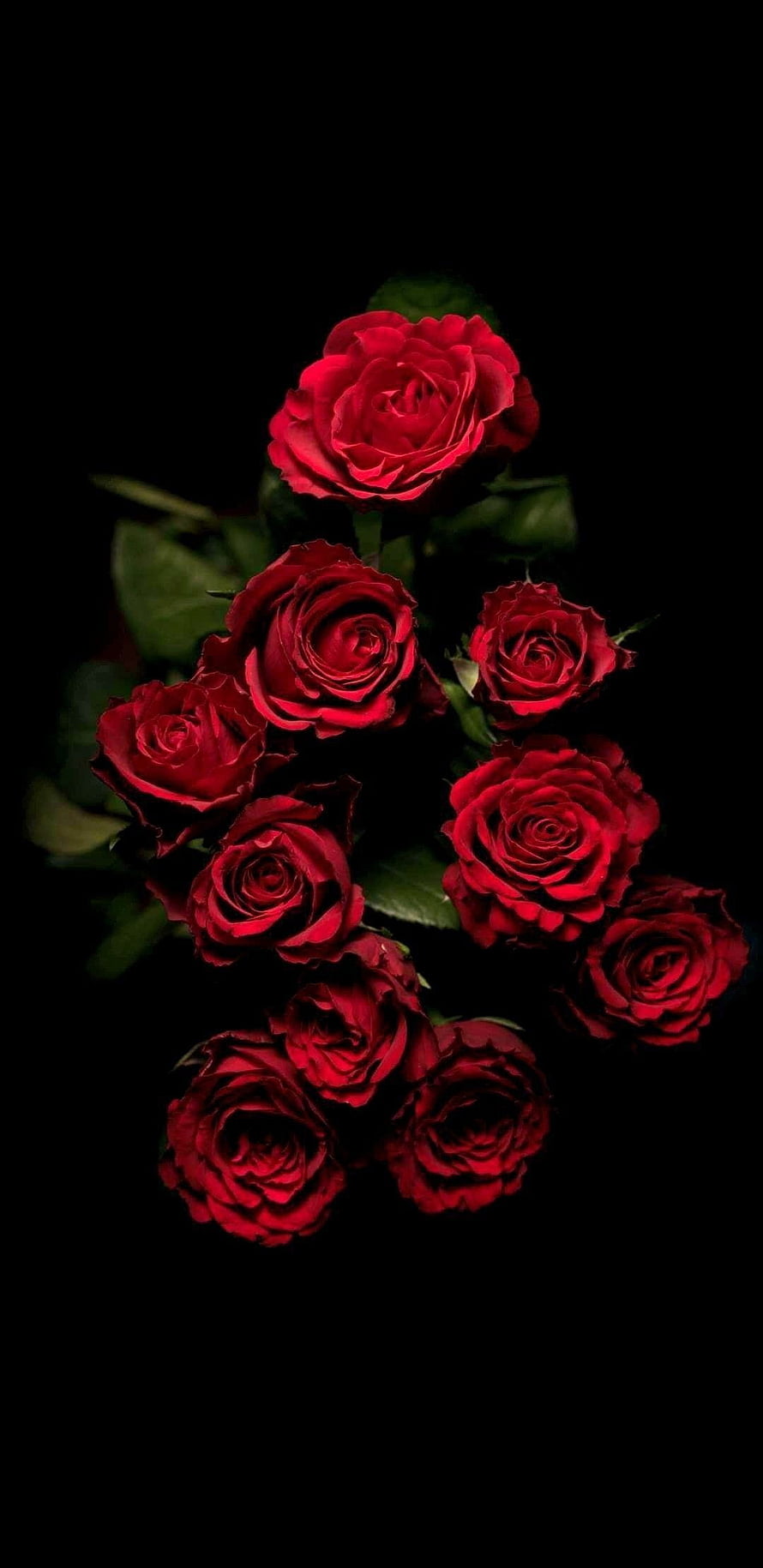 Elegant Cluster of Deep Red Roses Against a Dark Black Background HD phone wallpaper