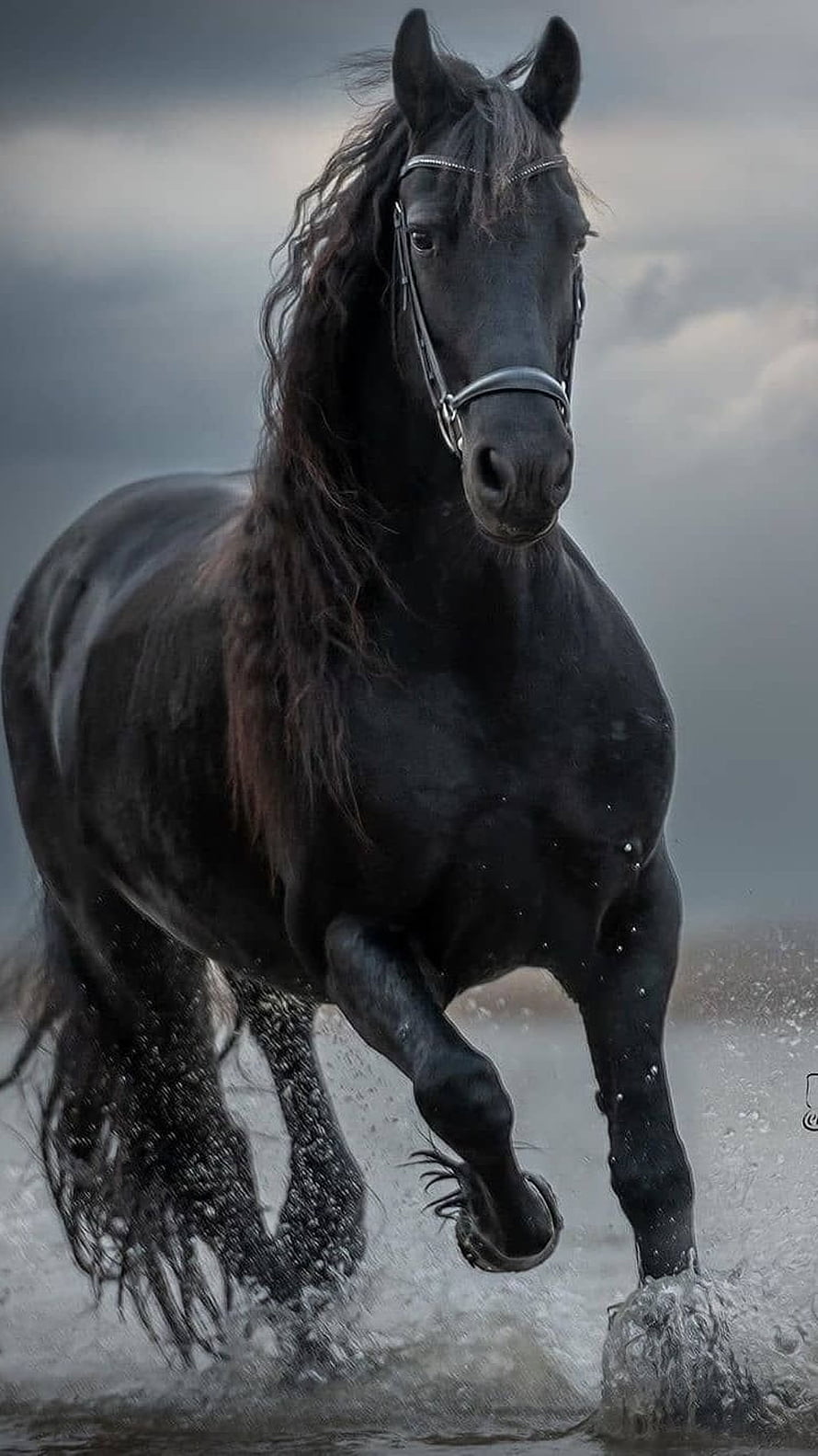 Majestic Black Horse Galloping Through Water Under Dramatic Stormy Sky HD phone wallpaper